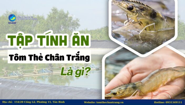 Tập Tính Ăn Của Tôm Thẻ Chân Trắng Là Gì?