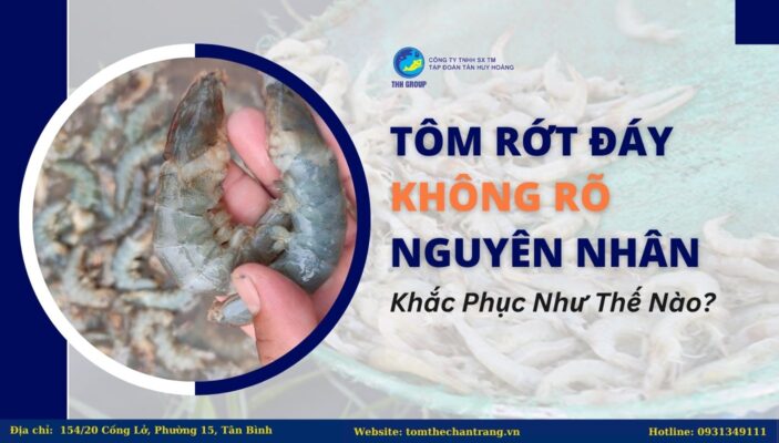 Tôm Rớt Đáy Không Rõ Nguyên Nhân Khắc Phục Như Thế Nào?