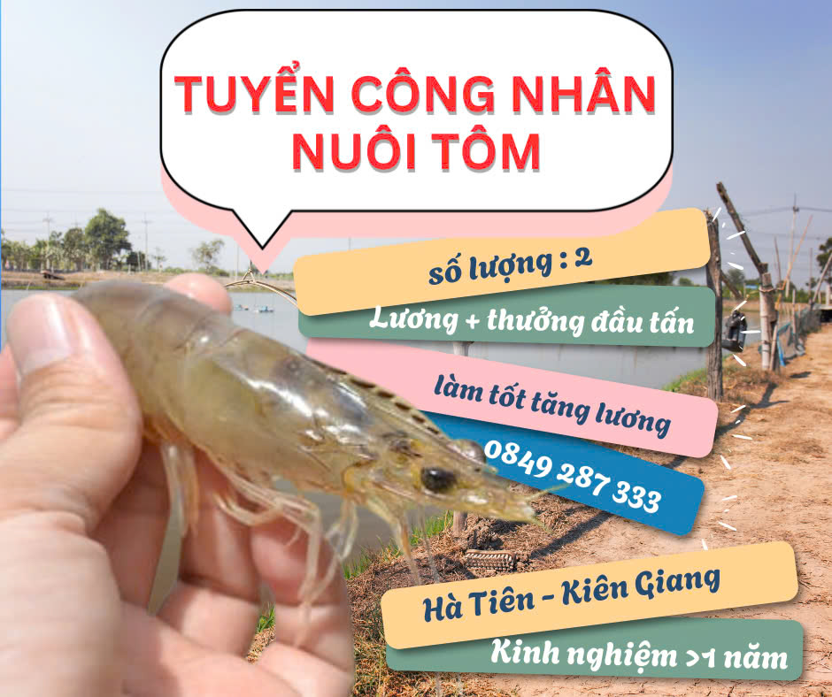 TUYỂN DỤNG CÔNG NHÂN NUÔI TÔM – LƯƠNG HẤP DẪN, CÓ CHỖ ĂN Ở