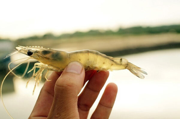 Đường ruột tôm thẻ