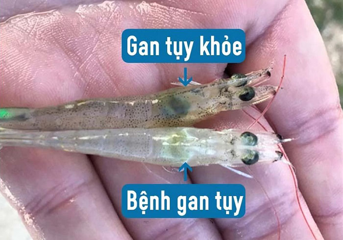 Gan tụy tôm thẻ