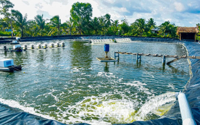 Giảm Phát Thải Trong Nuôi Tôm Thẻ
