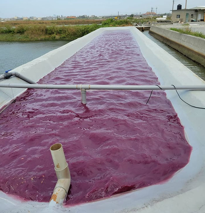 Tái chế vi khuẩn tía