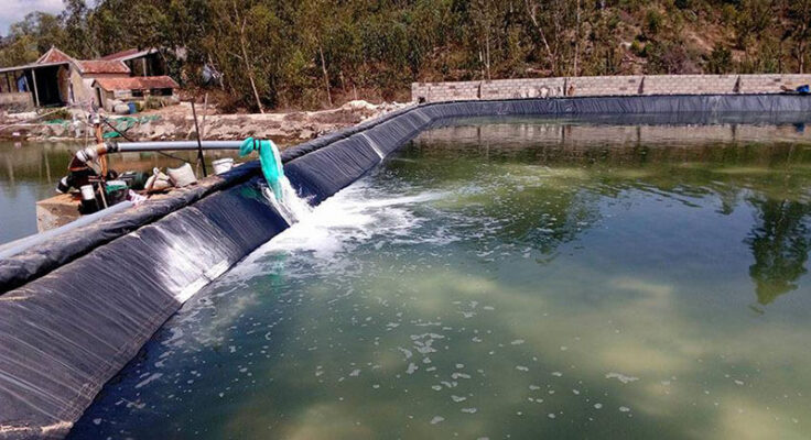 Thay nước ao tôm