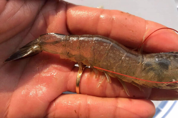 bám rong trên tôm thẻ