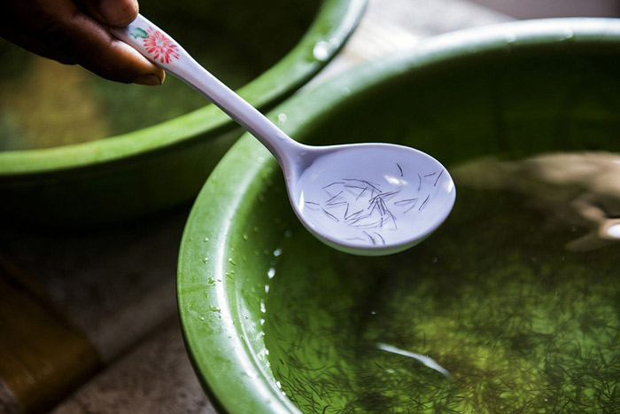 Chọn giống tôm kháng bệnh