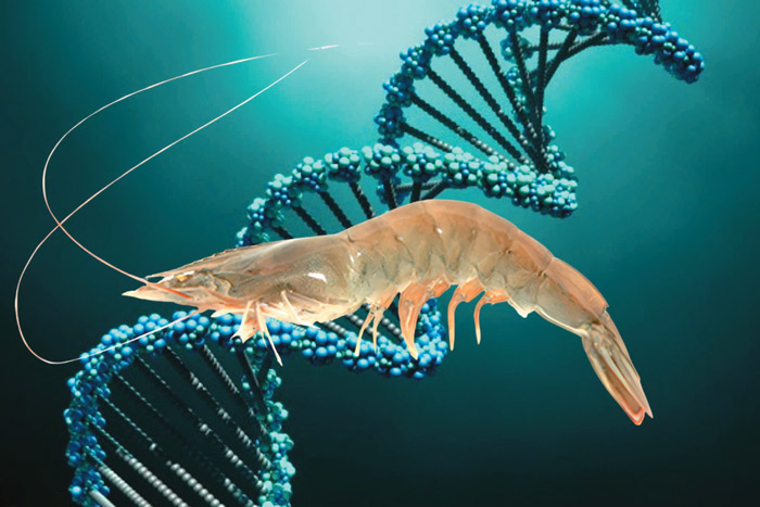 Công nghệ DNA cho tôm kháng bệnh
