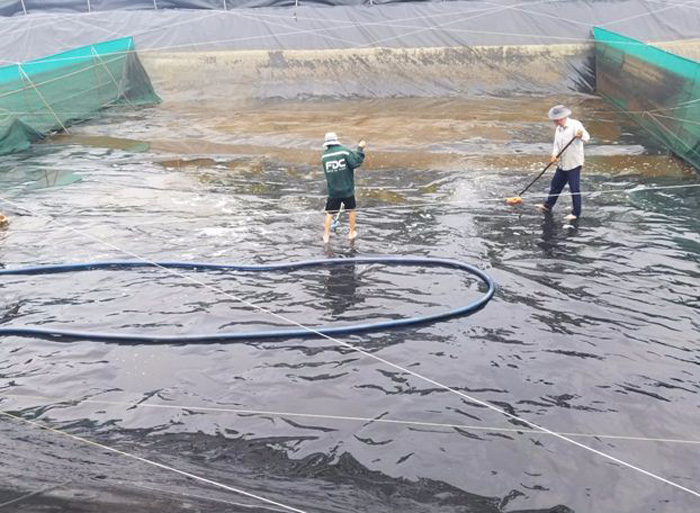 Đáy ao tôm bị nóng phải làm sao