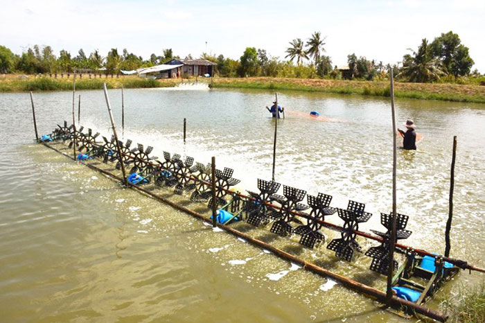 Đáy Ao Tôm Bị Nóng