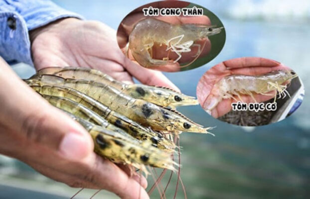 Bệnh Cong Thân Đục Cơ Ở Tôm Vào Mùa Hè