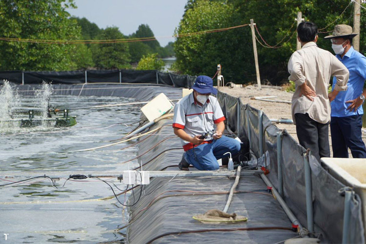 Đảm bảo giữu môi trường kiềm và ph ao tôm hợp lý