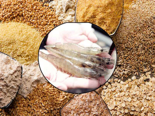 Dinh dưỡng tôm trưởng thành