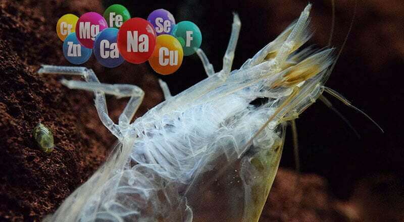 Tôm lột xác sai chu kỳ do thiếu khoáng chất